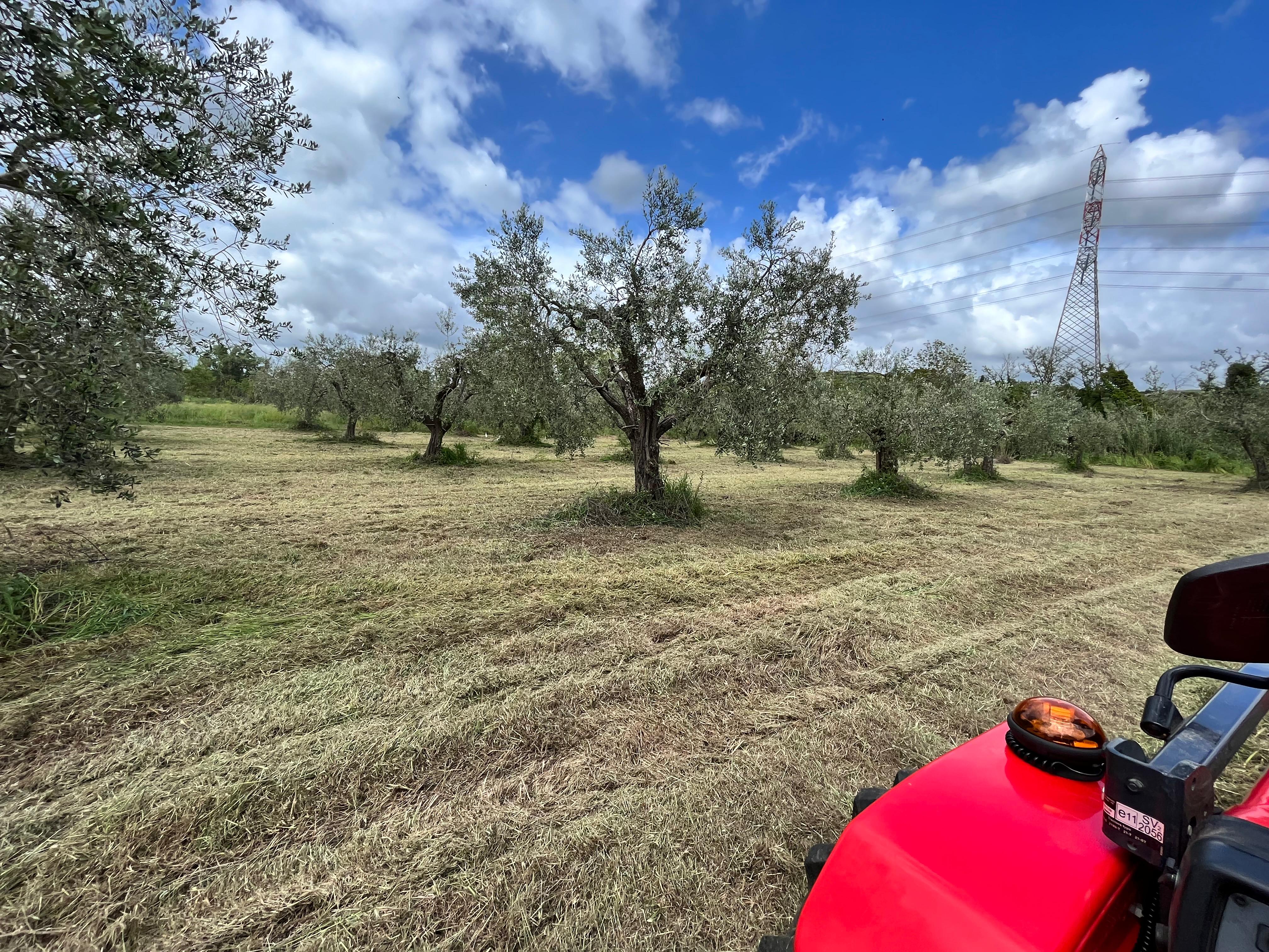 Manutenzione del verde